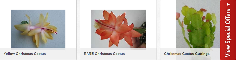 Buy Christmas Cactus and Flowers