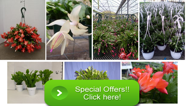 Where to Buy Christmas Cactus and Flowers Online