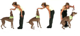Dog Training Tips – How to Train a Puppy