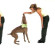 Dog Training Tips – How to Train a Puppy