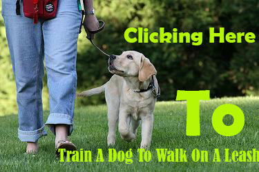 How To Train A Dog To Walk On A Leash