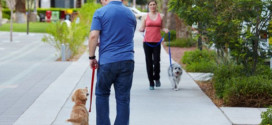 How to Train Your Dog to Walk On a Leash