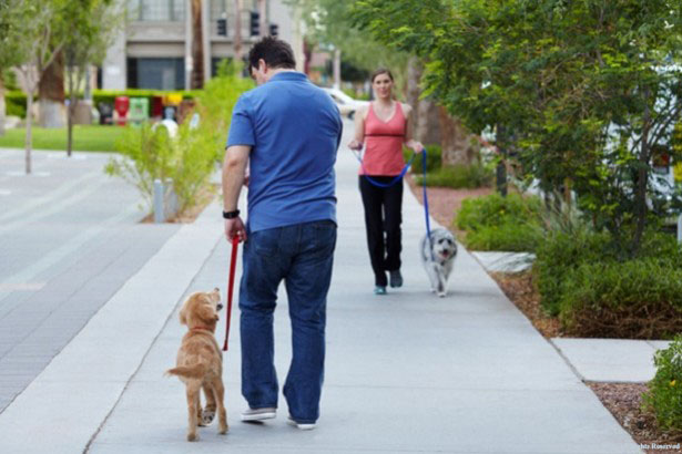 How to Train Your Dog to Walk On a Leash