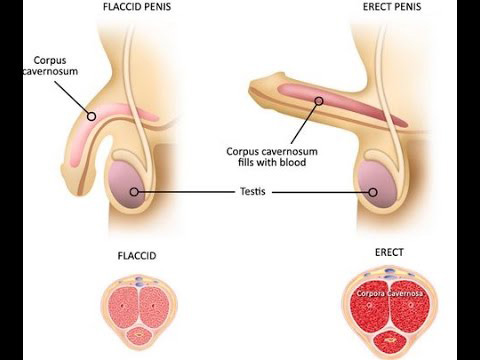 Exercises To Enlarge Penis Size 60