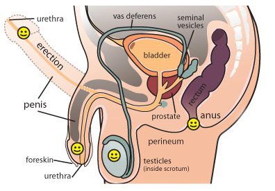 Olive Oil Penis 23