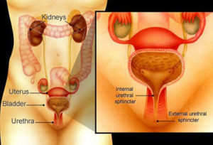 Urinary Incontinence for Women